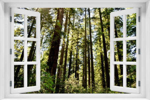 Fototapeta Naklejka Na Ścianę Okno 3D - Redwood National and State Parks are strings of protected forests, in California, Redwoods State Park has trails through dense old-growth woods. The trees are almost 400 feet high having wide trunks, 