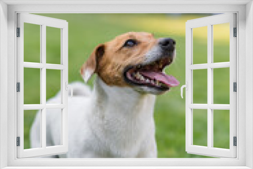 Fototapeta Naklejka Na Ścianę Okno 3D - Dog breed jack russell terrier happily posing on a green meadow. dog portrait