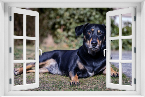 Fototapeta Naklejka Na Ścianę Okno 3D - Total entspannter Hund liegt im Garten