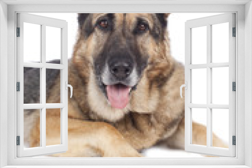 Fototapeta Naklejka Na Ścianę Okno 3D - Alter deutscher Schäferhund - Portrait auf weiß