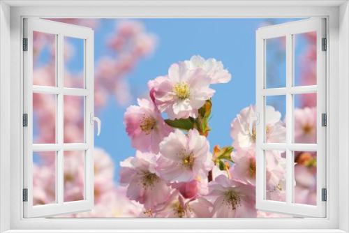 Fototapeta Naklejka Na Ścianę Okno 3D - Kirschblüte rosa - cherry blossom 45