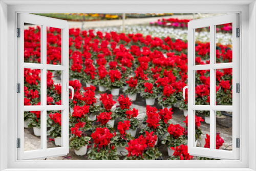 Fototapeta Naklejka Na Ścianę Okno 3D - Rows of flowering cyclamen in pots in a greenhouse