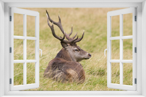 Fototapeta Naklejka Na Ścianę Okno 3D - Red deer  Cervus elaphus