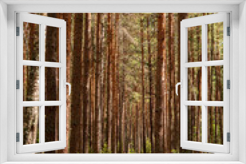 Fototapeta Naklejka Na Ścianę Okno 3D - Pine forest in the summer. Forest landscape. Pine forest.
