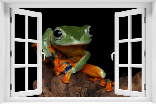 Fototapeta Naklejka Na Ścianę Okno 3D - Tree frog on branch, Gliding frog (Rhacophorus reinwardtii) sitting on branch
