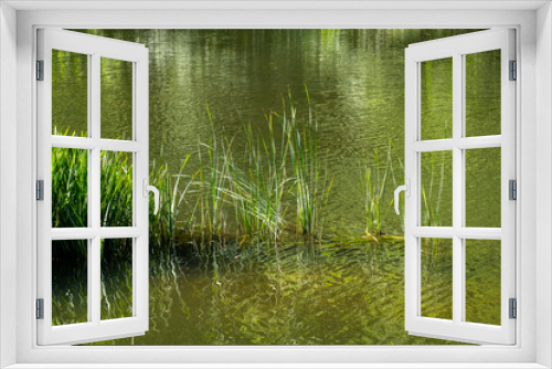 Fototapeta Naklejka Na Ścianę Okno 3D - River reeds on the lake. Beautiful calm nature landscape with river reeds, river or lake