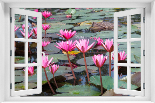 Fototapeta Naklejka Na Ścianę Okno 3D - Lotus flower plants