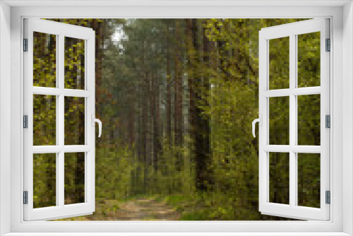 Fototapeta Naklejka Na Ścianę Okno 3D - forest 1a