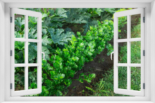 Fototapeta Naklejka Na Ścianę Okno 3D - Close up of celery plantation, leaf vegetable in the vegetable garden, view from above, selective focus. High quality photo