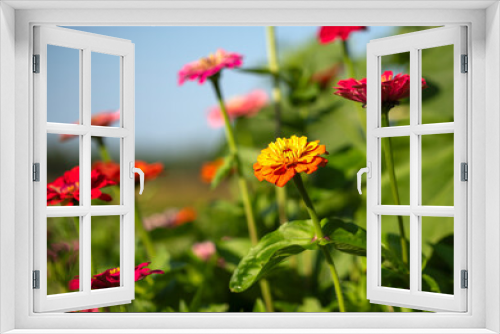 Fototapeta Naklejka Na Ścianę Okno 3D - Summer Flower Gardens