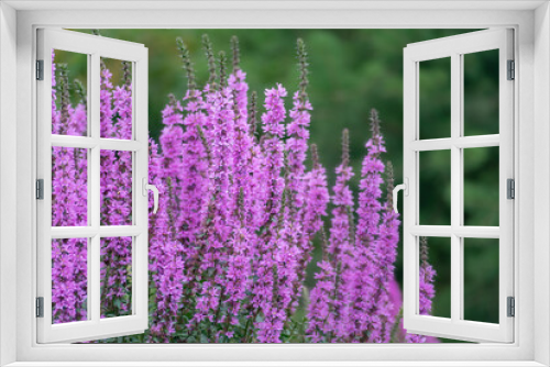 Fototapeta Naklejka Na Ścianę Okno 3D - Willow-leaved derbennik, pink flower close-up, selective focus