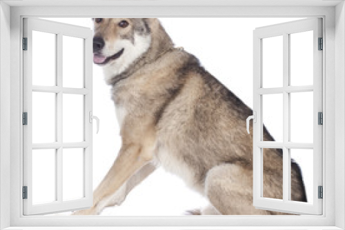 Fototapeta Naklejka Na Ścianę Okno 3D - Saarloos Wolfhund isoliert