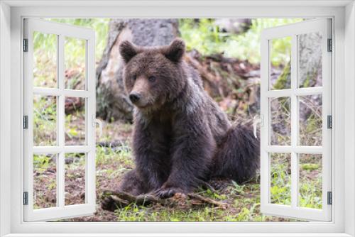 Fototapeta Naklejka Na Ścianę Okno 3D - Cute brown bear in the forest sitting on the ground on its but