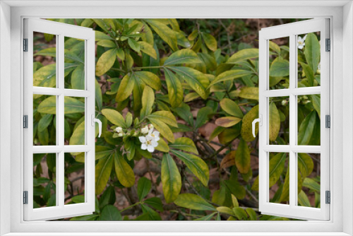 Fototapeta Naklejka Na Ścianę Okno 3D - Choisya ternata shrub