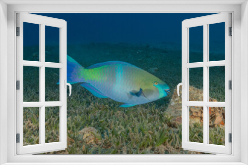 Fototapeta Naklejka Na Ścianę Okno 3D - Fish swimming in the Red Sea, colorful fish, Eilat Israel
