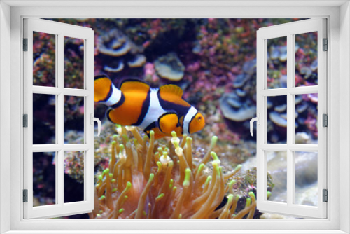 Fototapeta Naklejka Na Ścianę Okno 3D - Orange clownfish