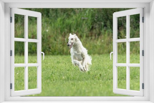 Fototapeta Naklejka Na Ścianę Okno 3D - Borzoi dog training coursing runs across the field