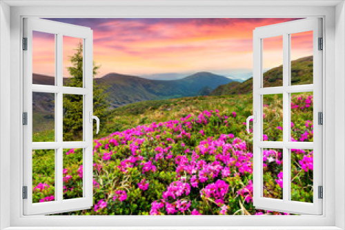 Fototapeta Naklejka Na Ścianę Okno 3D - Magic pink rhododendron flowers in the mountains.