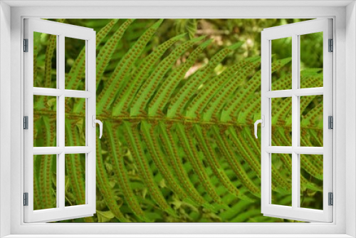 Fototapeta Naklejka Na Ścianę Okno 3D - View of the underside of a fern frond, specifically a Western Sword Fern (Polystichum munitum), covered in a pattern of spores. 