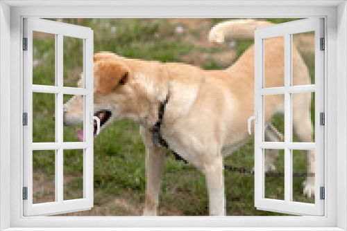Fototapeta Naklejka Na Ścianę Okno 3D - Photo of a dog frolicking in the yard
