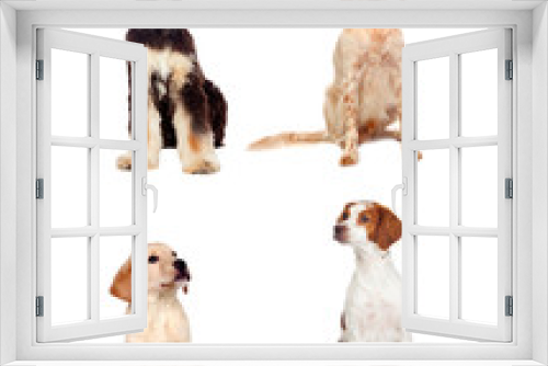 Fototapeta Naklejka Na Ścianę Okno 3D - Four dogs of different races sitting