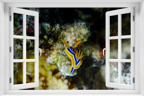 Fototapeta Naklejka Na Ścianę Okno 3D - Macro of Nudibranch on a Coral Reef