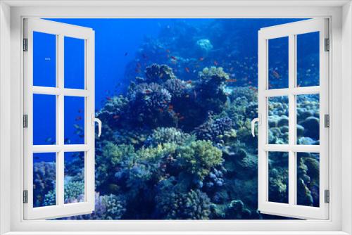 Fototapeta Naklejka Na Ścianę Okno 3D - Coral Reef in the Red Sea