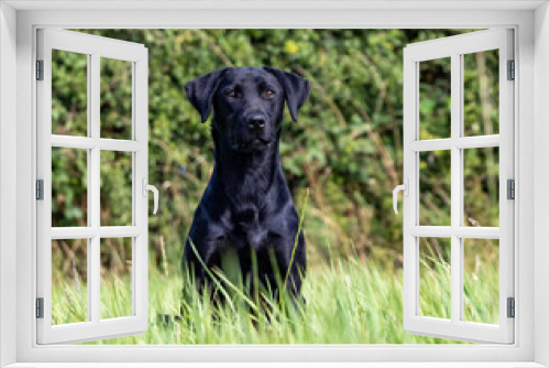 Fototapeta Naklejka Na Ścianę Okno 3D - Pregnant Black Labrador Bitch dog
