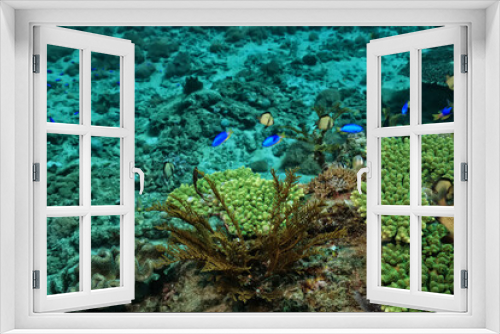 Fototapeta Naklejka Na Ścianę Okno 3D - coral underwater flowers seascape abstract texture