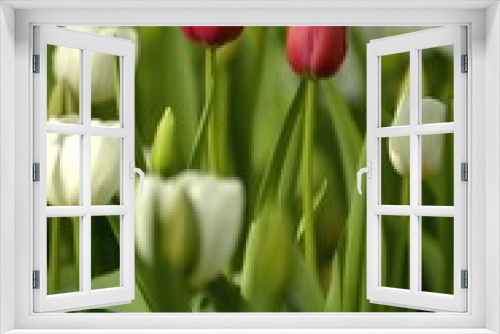 Fototapeta Naklejka Na Ścianę Okno 3D - Tulips