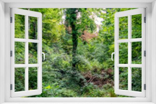 Fototapeta Naklejka Na Ścianę Okno 3D - Welke Pflanzen im Wald