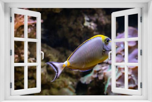 Fototapeta Naklejka Na Ścianę Okno 3D - fish in an aqaurium