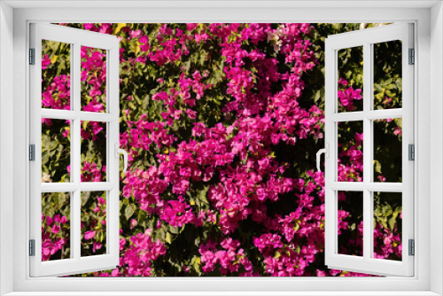 Fototapeta Naklejka Na Ścianę Okno 3D - ornamental plant flowers