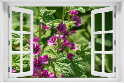 Fototapeta Naklejka Na Ścianę Okno 3D - 緑の葉と紫が調和する、初夏のゼニアオイ