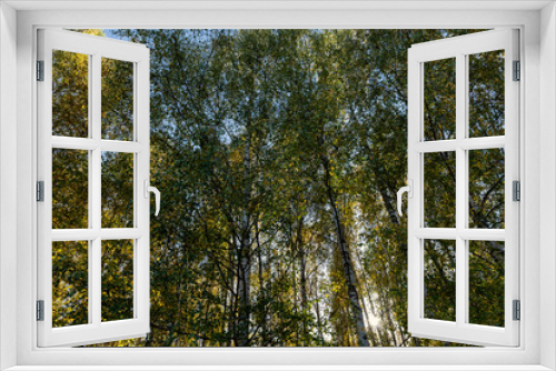 Fototapeta Naklejka Na Ścianę Okno 3D - Autumn forest with a large number of birch trees