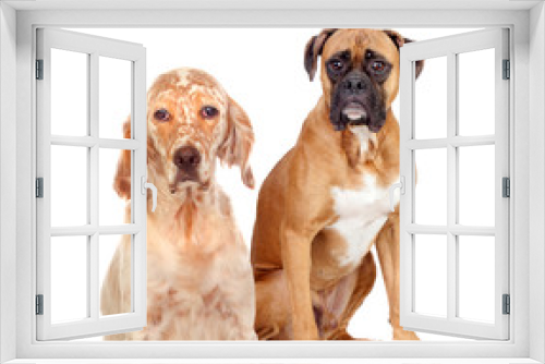 Fototapeta Naklejka Na Ścianę Okno 3D - Two different breed dogs sitting