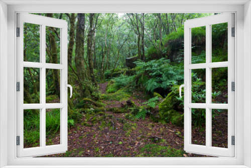 Fototapeta Naklejka Na Ścianę Okno 3D - A path in the Scottish forest