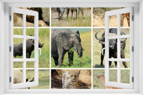 Fototapeta Naklejka Na Ścianę Okno 3D - African animal collage