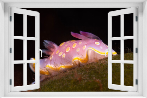 Fototapeta Naklejka Na Ścianę Okno 3D - Nudibranch on dark background.Felimidia luteorosea. Çanakkale, Türkiye.