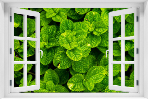 Fototapeta Naklejka Na Ścianę Okno 3D - Low light. Green leaf in the garden.