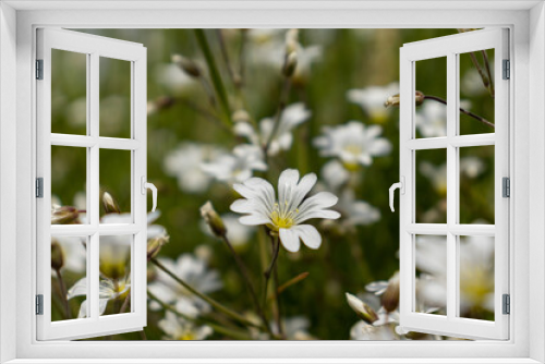 Fototapeta Naklejka Na Ścianę Okno 3D - Weiße Blüten am Feldrand