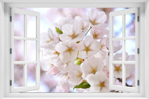 Fototapeta Naklejka Na Ścianę Okno 3D - close up of Japanese cherry blossoms in full bloom in spring