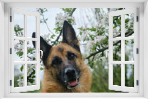 Fototapeta Naklejka Na Ścianę Okno 3D - Dog posing near apple trees in garden. Red and black German Shepherd in the spring at the flowers. Beautiful portrait of a pet outside in nature. Greeting card