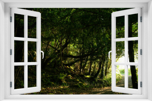 Fototapeta Naklejka Na Ścianę Okno 3D - fairy woods