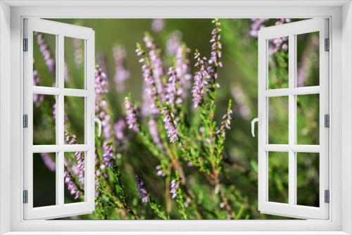 Fototapeta Naklejka Na Ścianę Okno 3D - Calluna vulgaris, common heather flowers closeup selective focus