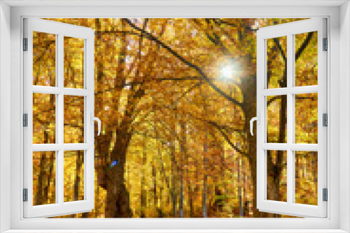Fototapeta Naklejka Na Ścianę Okno 3D - Golden Splendor: Majestic Autumn Beech Forest in Mountainous Wilderness