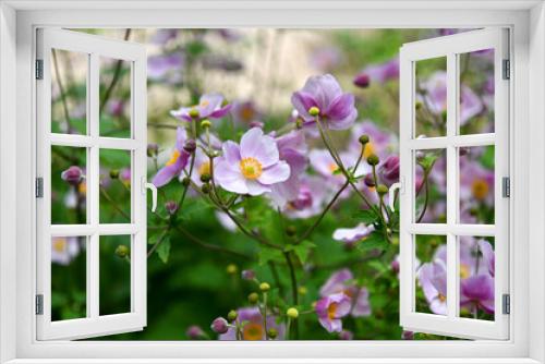 Fototapeta Naklejka Na Ścianę Okno 3D - roas Herbstanemonen
(Anemone hupehensis)