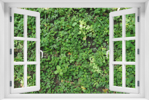 Fototapeta Naklejka Na Ścianę Okno 3D - green meadow background