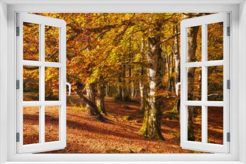 Fototapeta Naklejka Na Ścianę Okno 3D - Autumn Serenity: Majestic Beech Forest Amidst Mountainous Terrain