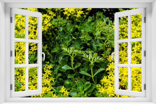 Fototapeta Naklejka Na Ścianę Okno 3D - Sedum acre, commonly known as the goldmoss stonecrop, mossy stonecrop, goldmoss sedum, biting stonecrop, and wallpepper, is a perennial flowering plant in the family Crassulaceae.